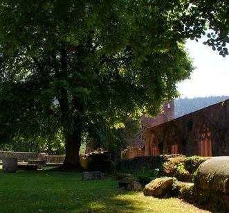 Ruine von St. Peter und Paul mit Baum im Kloster Hirsau