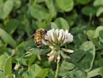 Biene auf Blüte